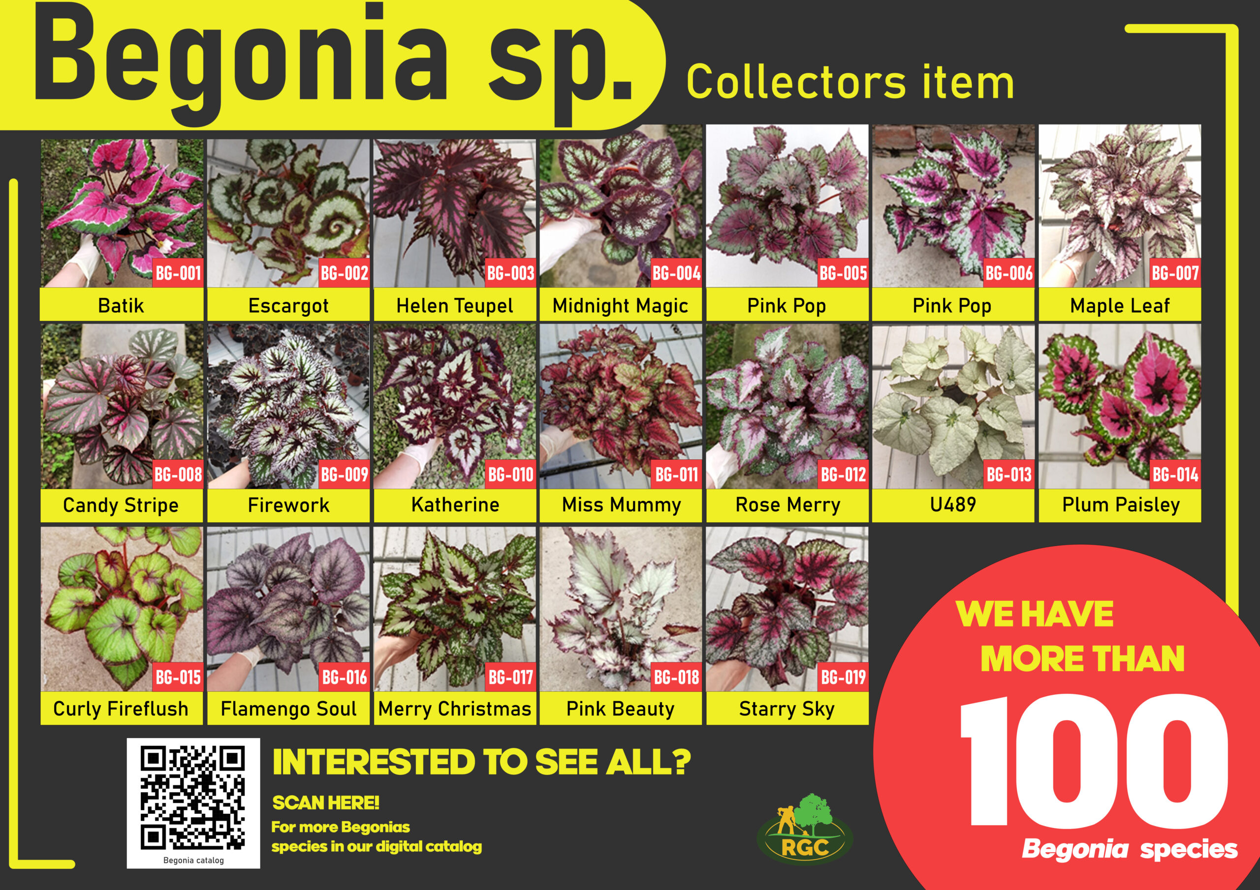Begonia Catalogs KNNURSERY SDN.BHD